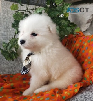 Samoyed puppies available KC registered