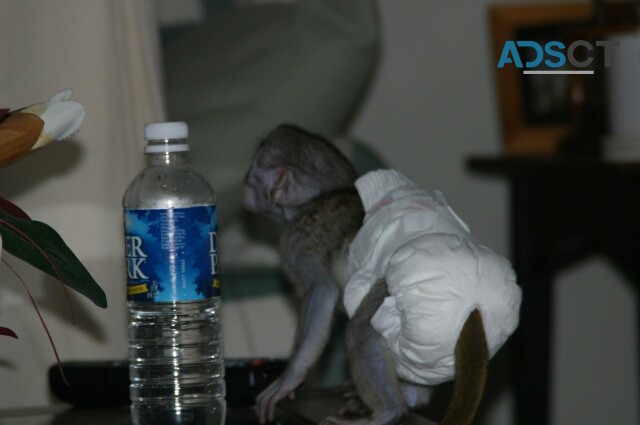 Pygmy Marmoset & Capuchin monkeys ready