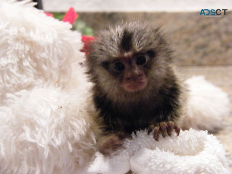 Pygmy Marmoset & Capuchin monkeys ready