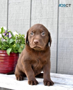 Registered Labrador retriever puppies