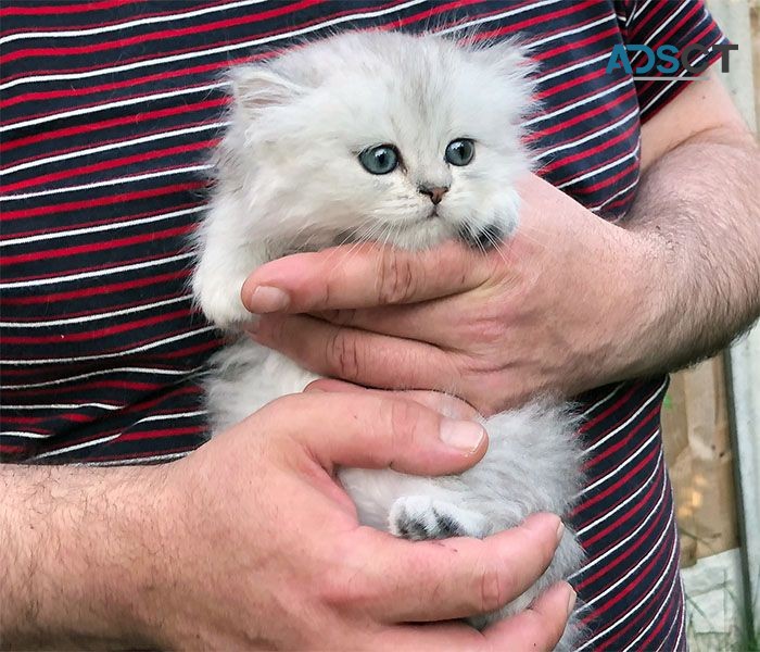 Pure Pedigree Chinchilla Kittens  