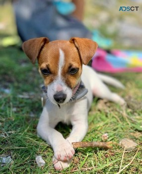 Smart Jack Russell Terrier