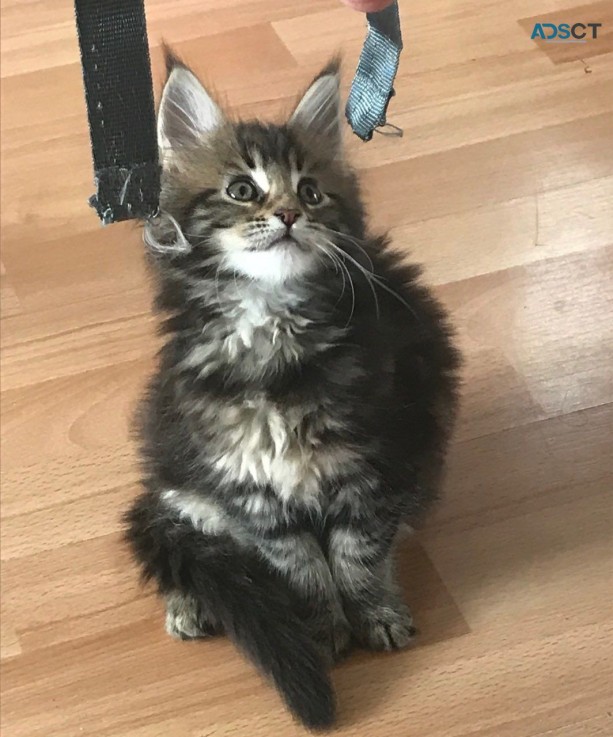 Gccf Maine Coon Kittens 