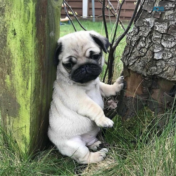 Beautiful Pugs  