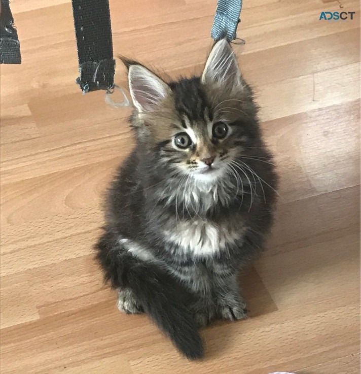 Gccf Maine Coon Kittens 