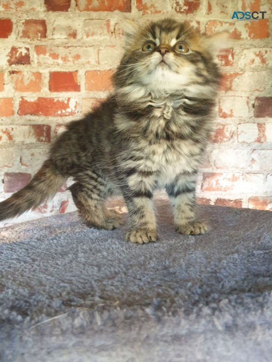 Gccf Maine Coon Kittens 