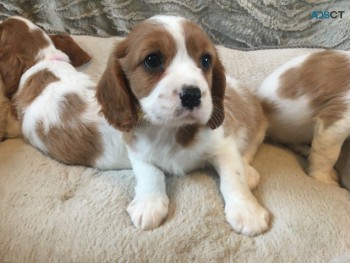  Cavalier King Charles Puppies