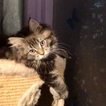 Gccf Maine Coon Kittens 