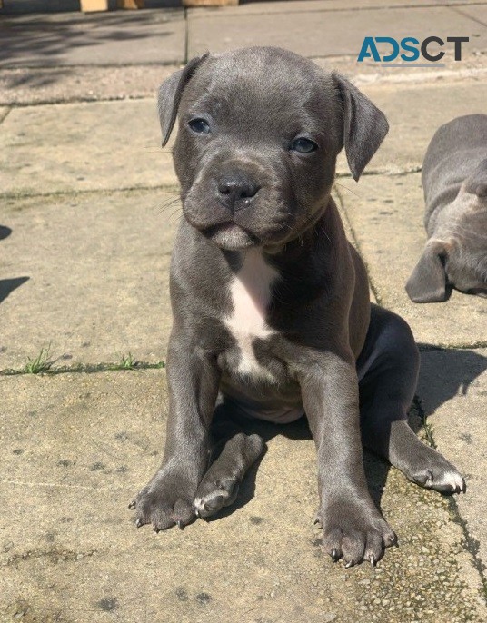 StaffordshireBull terrier puppies