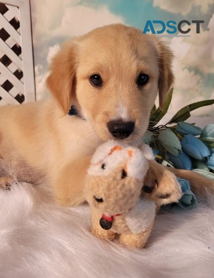 Golden Retriever puppies for sale