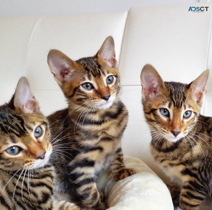 Top Quality Toyger kittens  