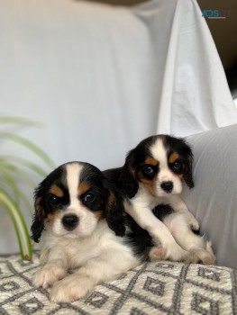 Cavalier King Charles Spaniel Puppies 