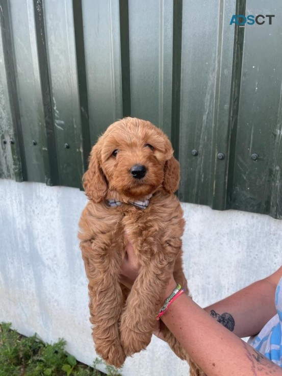  Quality Goldendoodle   puppies