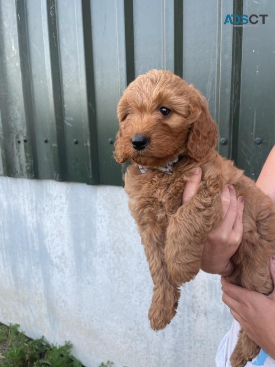  Quality Goldendoodle   puppies