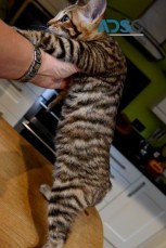 Top Quality Toyger kittens  