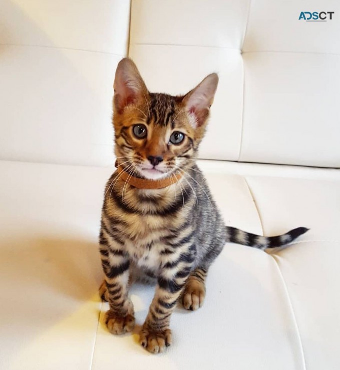 Top Quality Toyger kittens  