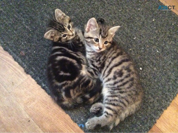 Top Quality Toyger kittens  