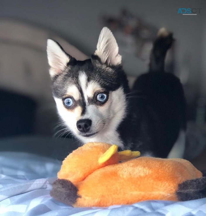 Imported Alaskan Klee Kai