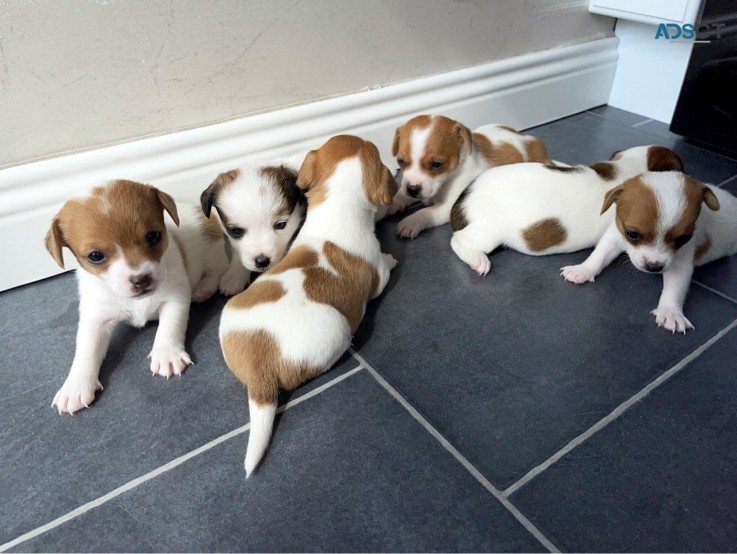 Awesome Jack Russell  puppies Available