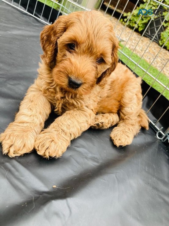 Beautiful cockapoo f1b girl she is 12 we