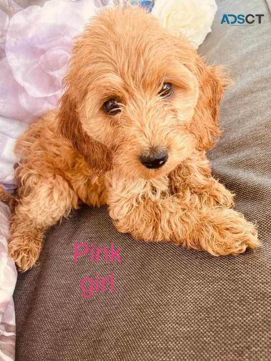 Beautiful cockapoo f1b girl she is 12 we