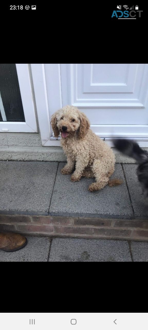 Teacup Cavapoo Puppies for sale