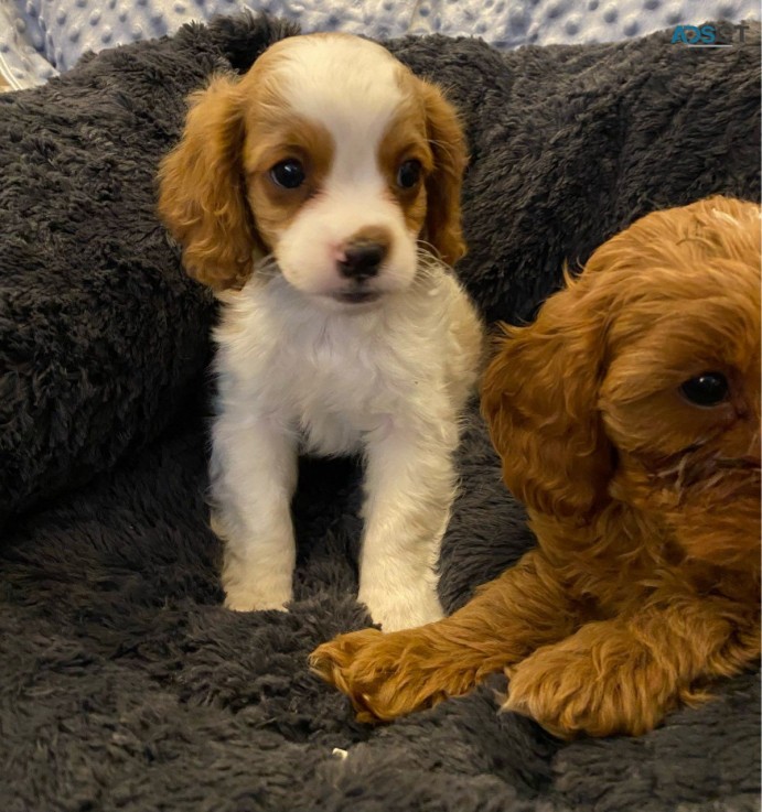 Teacup Cavapoo Puppies for sale