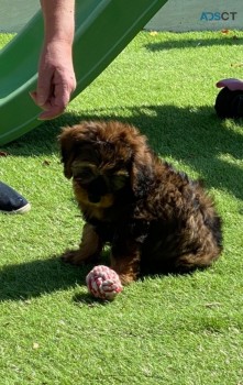 Beautiful F1 Cavapoo Puppy