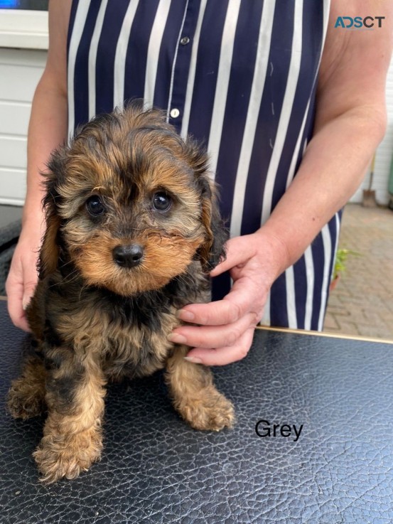 Beautiful F1 Cavapoo Puppy