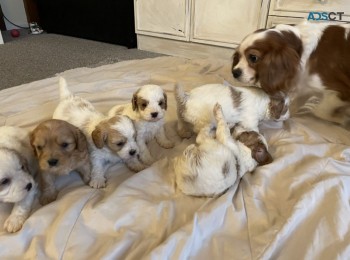 Hi, teddy is beautiful cavapoo pup he’s 