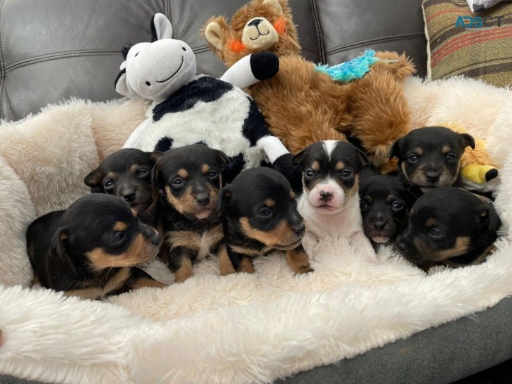 Jack Russell Terrier   Puppies