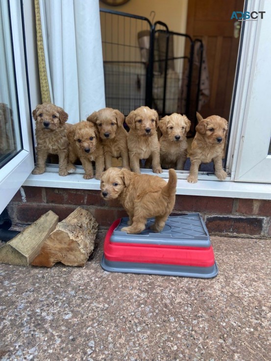 Labradoodles ready for sale 