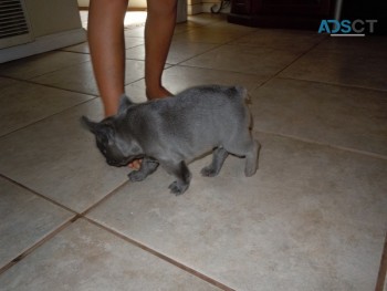 Lovely French Bulldog Puppies 