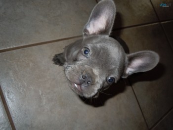 Lovely French Bulldog Puppies 