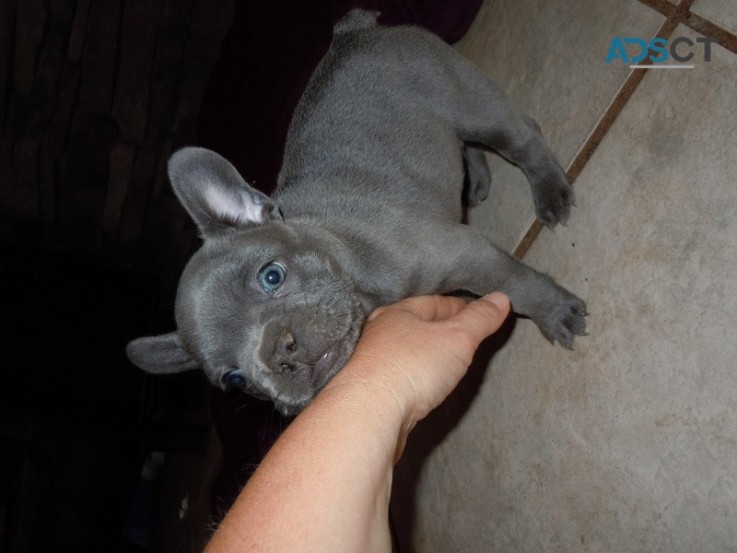 Lovely French Bulldog Puppies 