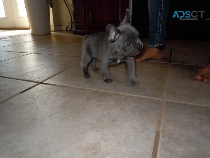 Lovely French Bulldog Puppies 