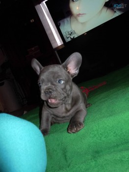 Caring French Bulldog Puppies