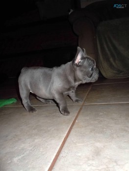 Lovely Two French Bulldog Puppies