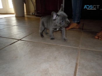 Two Caring French Bulldog Puppies