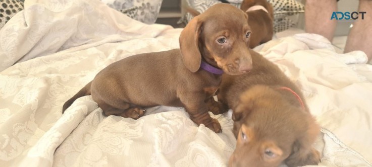 Shorthair Dachshund  Pups 