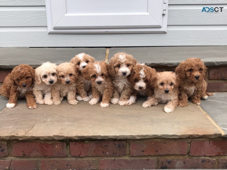 Affectionate Cavapoos  Available