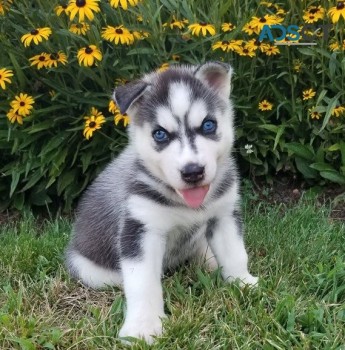 Siberian Husky  puppies for sale