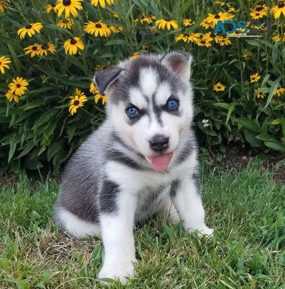 Siberian Husky  puppies for sale