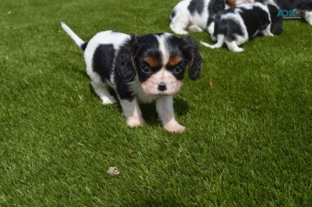 Cavalieer King Charles ready now 