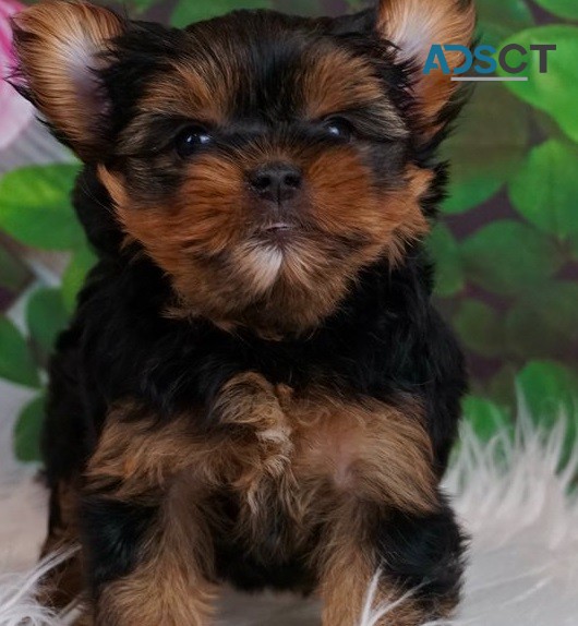 Yorkie puppies for sale