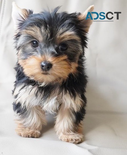 Yorkie puppies for sale