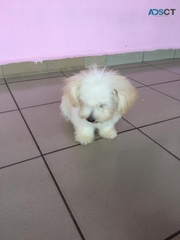 Maltese Puppies For sale