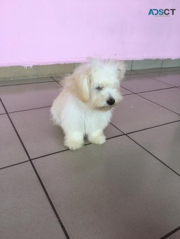 Maltese Puppies For sale