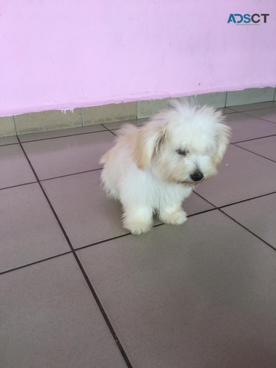 Maltese Puppies For sale