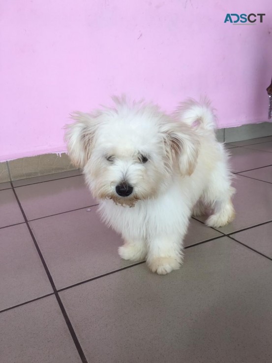 Maltese Puppies For sale